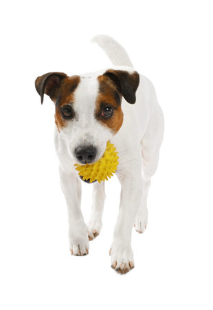 Cute dog playing with toy on white background. Lovely pet