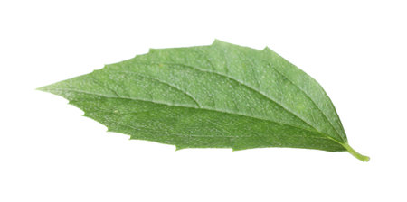 One green jasmine leaf isolated on whiteの写真素材