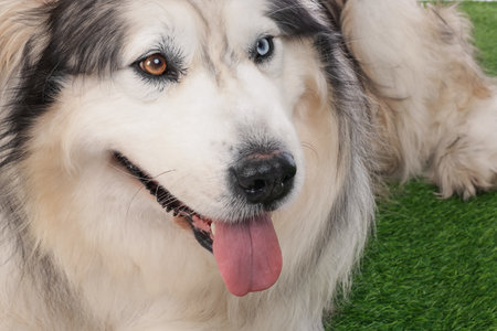 Beautiful Alaskan malamute dog on artificial grass, closeupの写真素材
