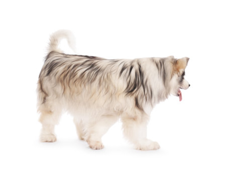 Beautiful Alaskan malamute dog on white backgroundの写真素材