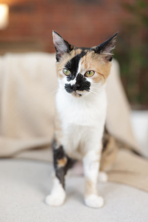 Cute calico kitten on sofa at homeの写真素材