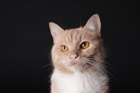 Adorable ginger cat on black background, closeupのeditorial素材