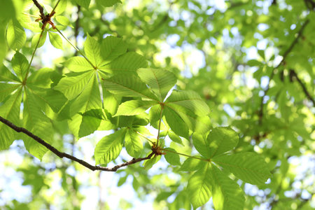 Beautiful tree crown with green leaves as background, closeup