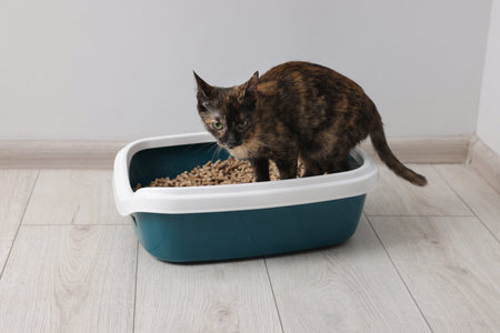 Cute calico cat in litter tray indoorsの写真素材