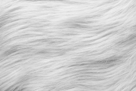 Texture of white furry fabric as background, closeup