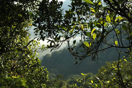 Beautiful tree growing in forest on mountain, closeup