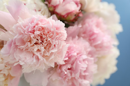 Beautiful peonies on light blue background, closeupの写真素材