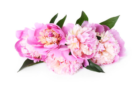 Beautiful peonies and green leaves isolated on whiteの写真素材