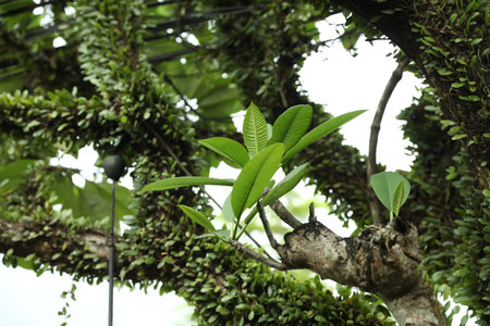 Beautiful tree with wild dragon scales outdoors, closeup
