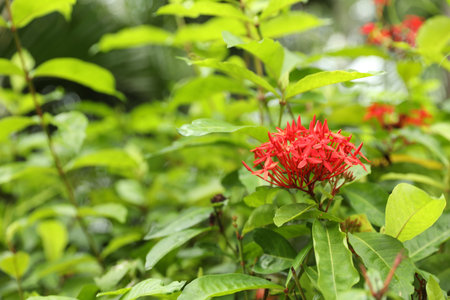 Chinese ixora plant with beautiful flower growing in garden, closeupの写真素材