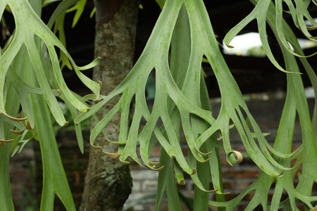 Staghorn fern with beautiful green leaves outdoors, closeupの写真素材