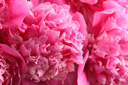Bouquet of beautiful peonies as background, closeupの写真素材