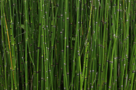 Beautiful green rough horsetail plants growing outdoors, closeupの写真素材