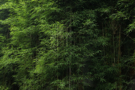 Beautiful bamboo trees with green leaves in tropical forest