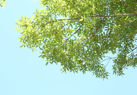 Tree branches with green leaves under blue sky, bottom view