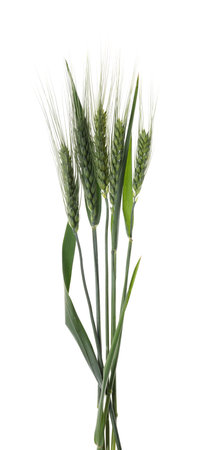 Beautiful green wheat spikes isolated on whiteの写真素材