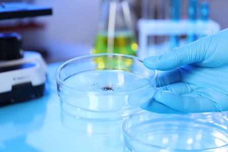 Scientist working with samples in Petri dishes at table in laboratory, closeupの写真素材