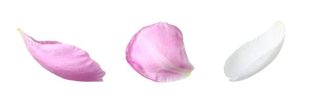 Beautiful peony petals on white background, set