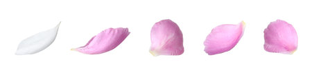 Beautiful peony petals on white background, set