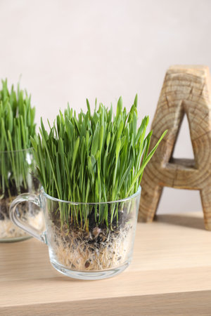 Wheat grass in transparent pots and decor on table near light wallの写真素材