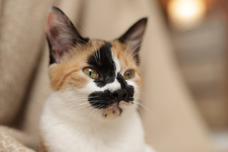 Cute calico kitten and blanket at home, closeupの写真素材