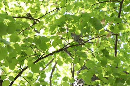 Beautiful tree crown with green leaves as background, low angle view