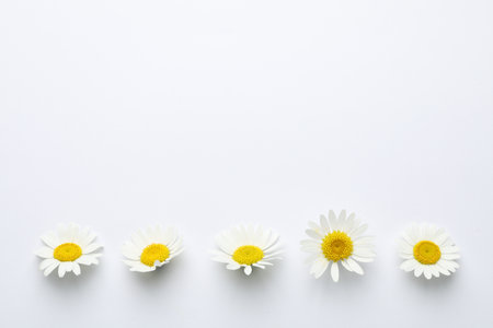 Beautiful chamomile flowers on white background, flat lay. Space for textの写真素材