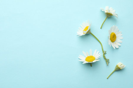 Beautiful chamomile flowers on light blue background, flat lay. Space for textの写真素材