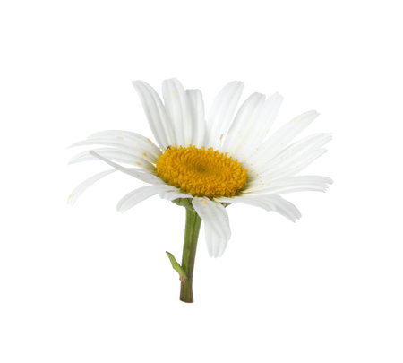 One beautiful chamomile bud isolated on whiteの写真素材