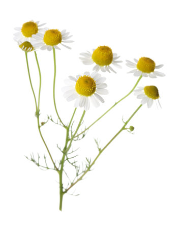 Many beautiful chamomile flowers isolated on whiteの写真素材