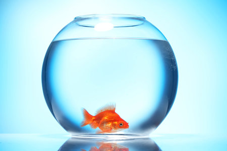 Gold fish swimming in aquarium with clean water on light blue backgroundの写真素材