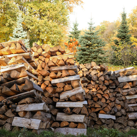 Cut firewood near trees outdoors on sunny dayの写真素材