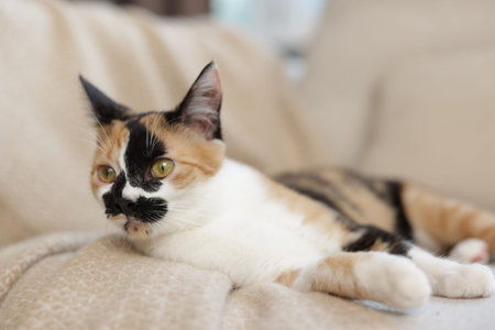 Cute calico kitten on sofa at home, closeupの写真素材