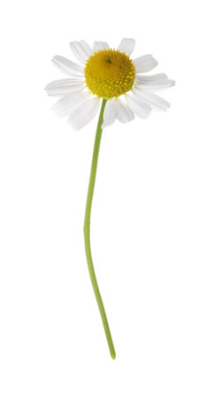 One beautiful chamomile flower isolated on whiteの写真素材