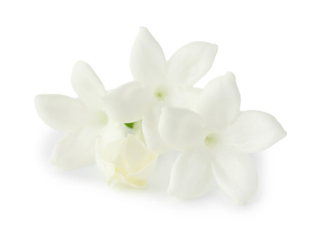 Beautiful aromatic jasmine flowers isolated on white