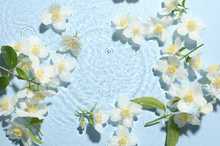 Beautiful jasmine flowers in water on light blue background, flat layの写真素材