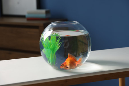 Beautiful goldfish in round aquarium on white table indoorsの写真素材