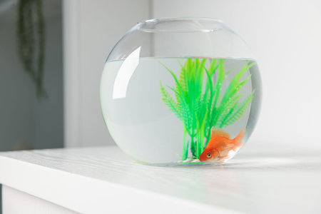 Beautiful goldfish in round aquarium on white tableの写真素材
