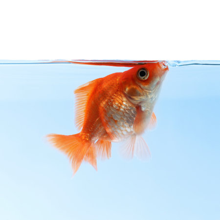 One small beautiful goldfish isolated on whiteの写真素材