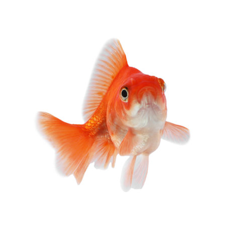 One small beautiful goldfish isolated on whiteの写真素材