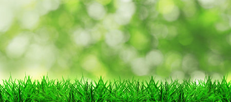 Lush green grass growing outdoors on sunny day, bokeh effect. Banner design