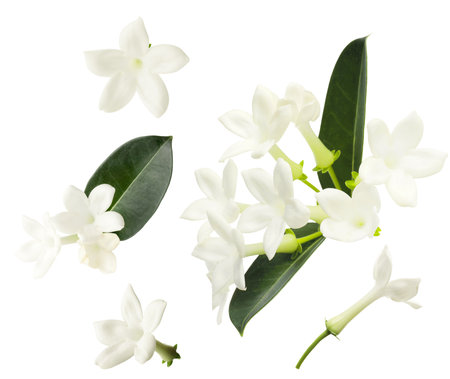 Beautiful small jasmine flowers and green leaves isolated on white, setの写真素材