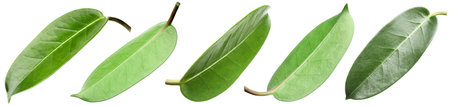 Many green leaves isolated on white, set