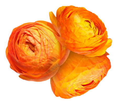 Beautiful orange ranunculus flowers isolated on white