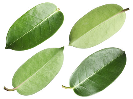 Many green leaves isolated on white, setの写真素材
