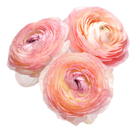 Beautiful pink ranunculus flowers isolated on white