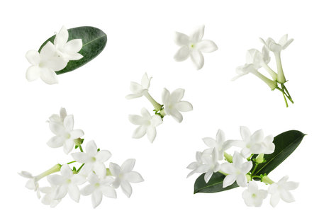 Beautiful small jasmine flowers and green leaves isolated on white, setの写真素材