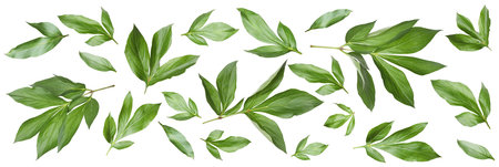 Green peony leaves isolated on white, set