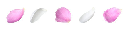 Beautiful peony petals on white background, set