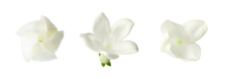 Beautiful small jasmine flowers isolated on white, setの写真素材